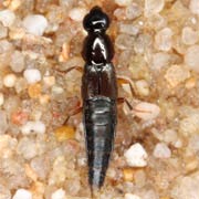 Quedius fulvicollis (5.5–6.5 mm)