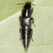 Quedius lateralis (10–12 mm)