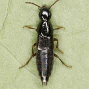 Quedius maurorufus (6–7.8 mm)