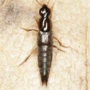 Quedius nitipennis (5.5–7 mm)
