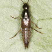 Quedius scintillans (5–6 mm)