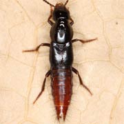 Quedius truncicola (11–12 mm)