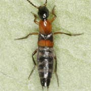 Rabigus tenuis (4.5–5.5 mm)