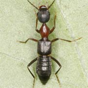 Rugilus angustatus (6–6.9 mm)