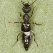 Rugilus orbiculatus (4–4.5 mm)