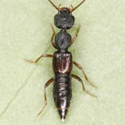 Rugilus rufipes (5.5–6.5 mm)