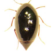 Scaphisoma agaricinum (1.5–1.9 mm)