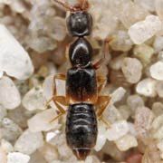 Scopaeus laevigatus (3.4–3.6 mm)