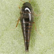 Sepedophilus immaculatus (2.5–3 mm)