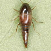 Sepedophilus testaceus (3.5–4.5 mm)