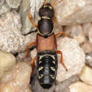 Staphylinus dimidiaticornis (17–22 mm)