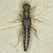 Stenus clavicornis (5–5.5 mm)