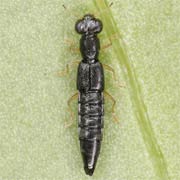 Stenus flavipes (3–3.2 mm)