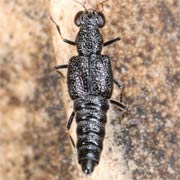 Stenus fornicatus (2.4–2.6 mm)