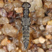 Stenus fossulatus (4.5–5 mm)