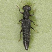 Stenus fulvicornis (3.5–5 mm)