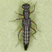 Stenus providus (5–5.5 mm)