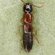 Sunius melanocephalus (3–3.5 mm)