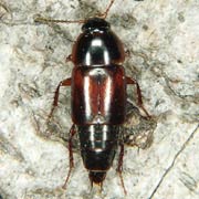 Tachinus humeralis (6–8 mm)