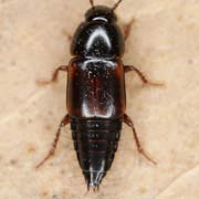 Tachinus lignorum (5–7 mm)