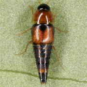 Tachyporus chrysomelinus (3–3.8 mm)