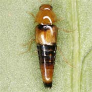 Tachyporus formosus (3.5–4 mm)