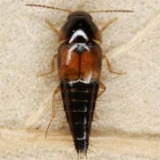 Tachyporus hypnorum (3–4 mm)