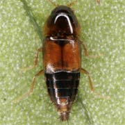 Tachyporus nitidulus (2–3 mm)