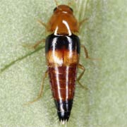 Tachyporus obtusus (3.3–4.2 mm)
