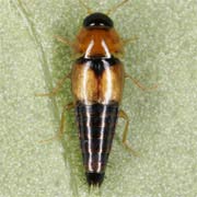 Tachyporus solutus (3.5–4 mm)