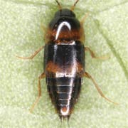 Tachyporus transversalis (3–4 mm)