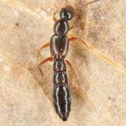 Tachyusa constricta (2.5–3 mm)