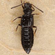 Thinodromus arcuatus (3–3.3 mm)