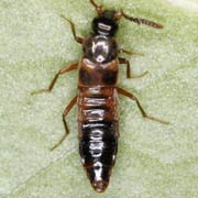 Zyras limbatus (4.5–5.5 mm)