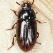 Alphitobius diaperinus (5.5–6 mm)