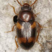 Alphitophagus bifasciatus (2.2–2.5 mm)