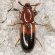 Corticeus bicolor (3.5–4 mm)