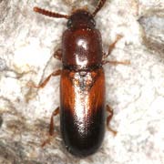 Corticeus bicoloroides (3.4–3.6 mm)