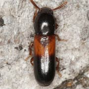 Corticeus fasciatus (3–3.2 mm)