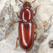 Corticeus fraxini (3.5–4.5 mm)