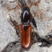 Corticeus linearis (2.5–2.8 mm)