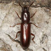 Corticeus unicolor (5–6 mm)