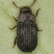 Eledona agricola (2.2–2.5 mm)