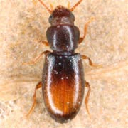 Myrmechixenus subterraneus (1.3–1.6 mm)