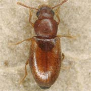 Myrmechixenus vaporariorum (1.7–2 mm)
