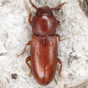 Palorus depressus (3–4 mm)