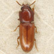 Palorus subdepressus (3–3.2 mm)