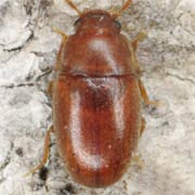 Pentaphyllus testaceus (1.5–2 mm)