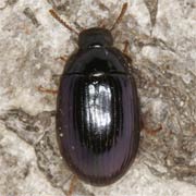 Platydema violaceum (6–7.5 mm)