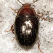 Scaphidema metallicum (4–5 mm)